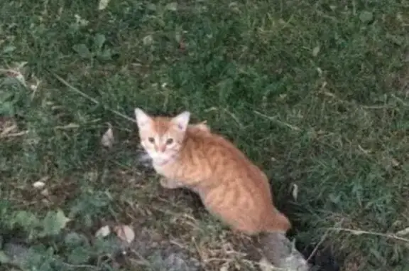 Найден пугливый котик в Электростали