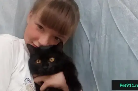 Пропала кошка в Чайковском, вознаграждение за находку