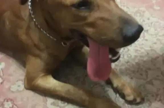 Найден домашний пёс в Москве