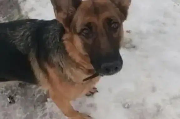 Пропала собака в Красноярске, звоните!