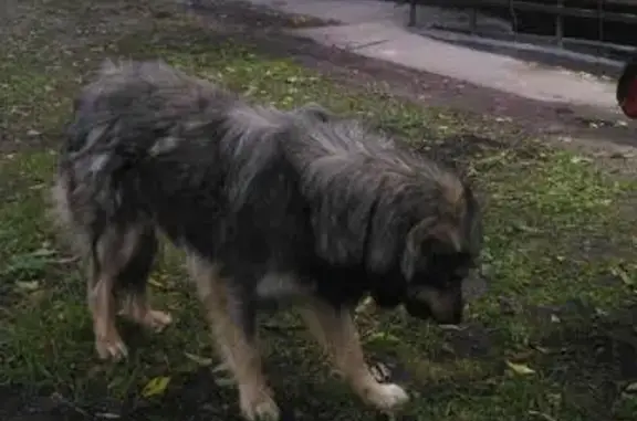 Найдена собака в районе Кунцевской метро, Рублёвское шоссе