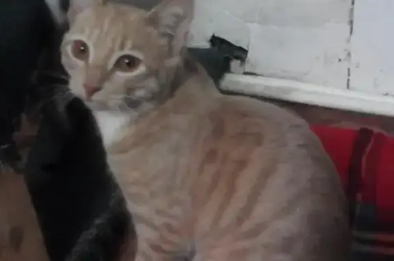 Пропала кошка Кот Персик в районе Чапайки г. Перми 21-22 июня