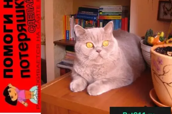 Кошки потеряшки, Омск, фото: Потеряшка кошка на ул. Герцена/25 в Омске