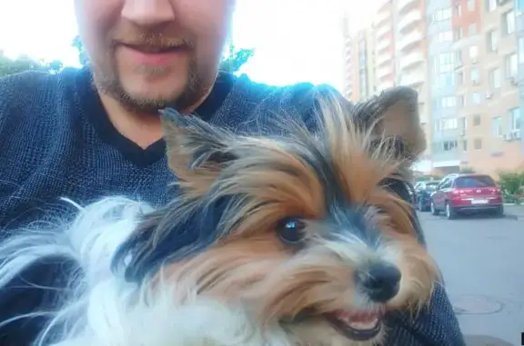 Найдена собака на улице Удальцова в Москве
