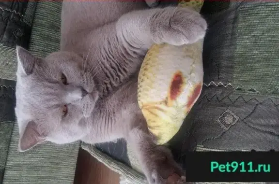 Кошки потеряшки, Богашёвское, фото: Потеряшка кот в с/о Ветеран-Интроскоп, верните!