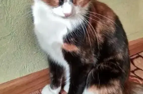 Пропала кошка Мурка в СНТ Ягодка, Богородское