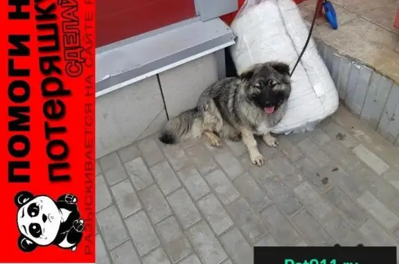 Пропала собака Магда на станции Электроугли