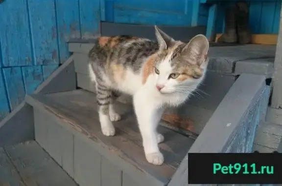 Пропала кошка в Одинцовском районе, село Лайково