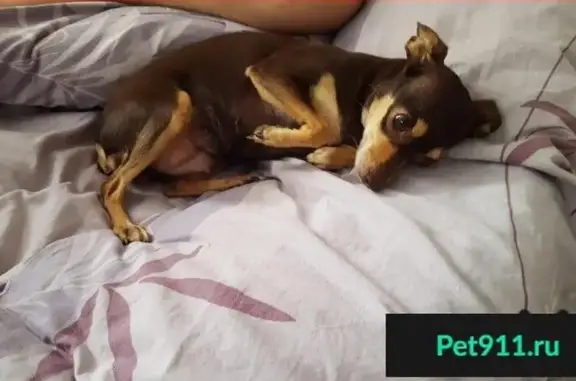 Пропала собака Вита в районе налоговой 2 июля 2018 года