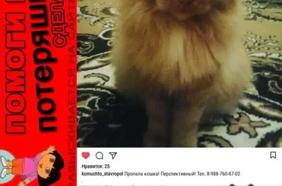 Пропала кошка в Перспективном, Ставрополь