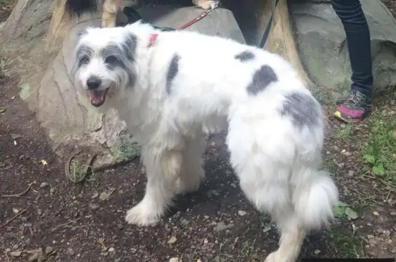 Пропала собака Петри в Химках, белый бородатый кобель.