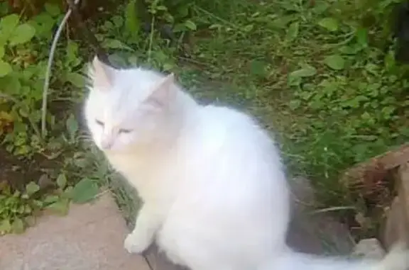 Найдена белая кошка в поселке Жаворонки