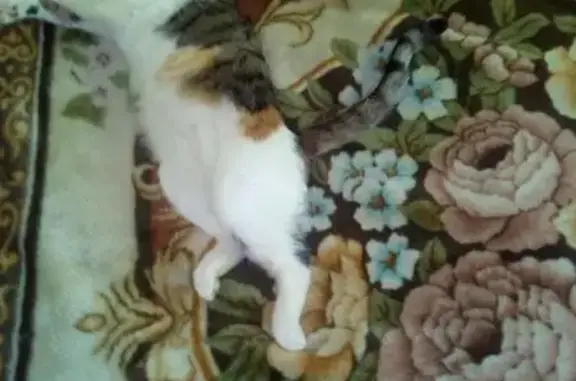 Пропала кошка Кася в селе Заворово, Московская область
