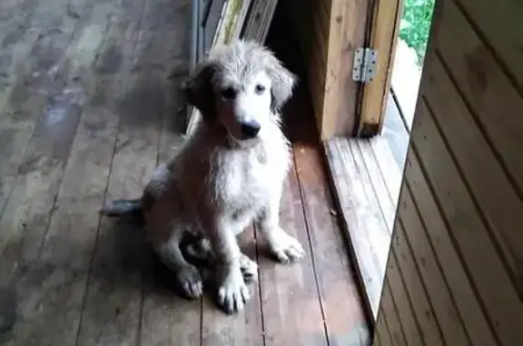 Пропал щенок в Ермолино, Московская область