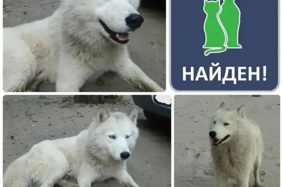 Найден голодный пес в Балтийске