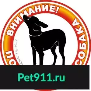 Найдена собака КХС в районе ВИЗ, Екатеринбург