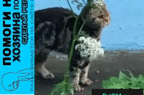 Пропала кошка в Южном Бутово, найдена ласковая кошечка, ищем хозяина!