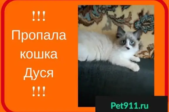 Пропала кошка в районе Трусов, вознаграждение!