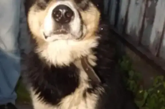 Найдена собака в Рославле, ищем хозяев
