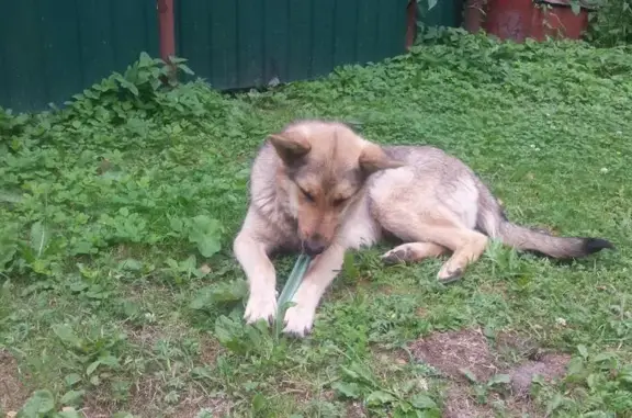 Найдена ласковая собака с ошейником в Старой Купавне, Московская область