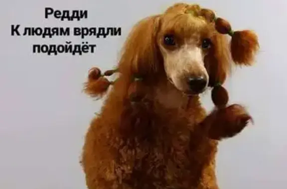 Пропала собака в Москве, СВАО