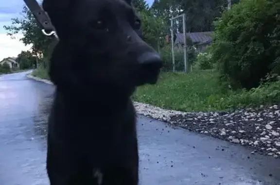 Найдена собака в деревне Шахово, Краснопахорское поселение