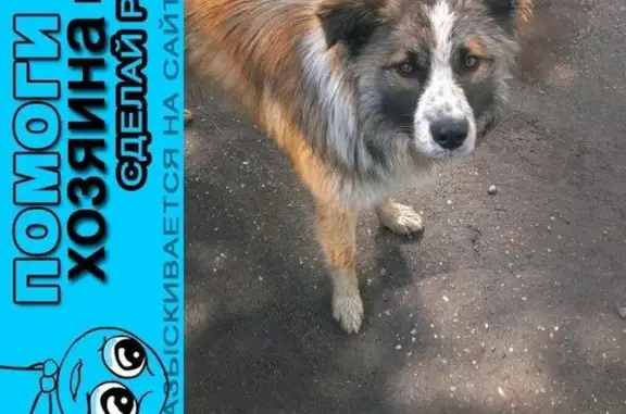 Пропала собака в Электростали: помогите найти хозяев!
