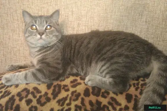 Кошки потеряшки, Малечкинское, фото: Потеряшка серебристая кошка в деревне Леонтьево, Череповецкий район, Вологодская область