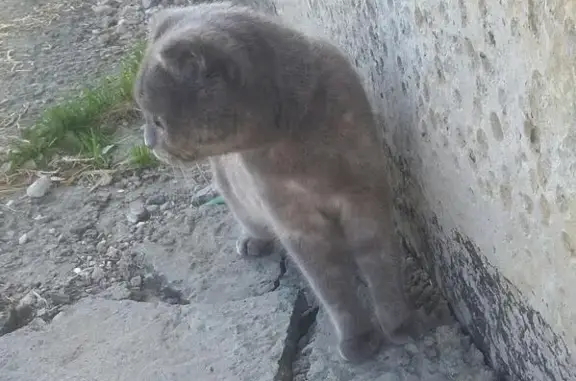 Пропала беременная кошка с синим ошейником в Первоуральске, Свердловская область
