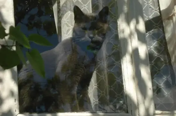 Кошки потеряшки, Волок, фото: Потеряшка кошка в деревне Березицы, Новгородская обл.