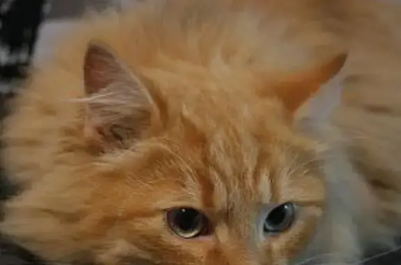 Кошки потеряшки, Дубовка, фото: Потеряшка кошка в Дубовке, Волгоградская область