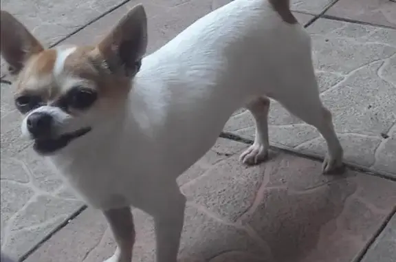 Пропала собака в посёлке Коммунарка, Москва