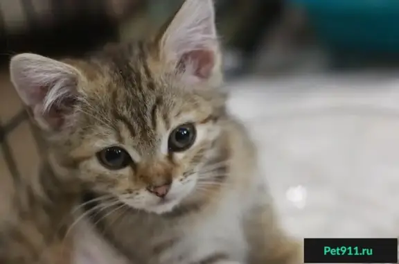 Найдена маленькая кошка Дашка в Белгороде