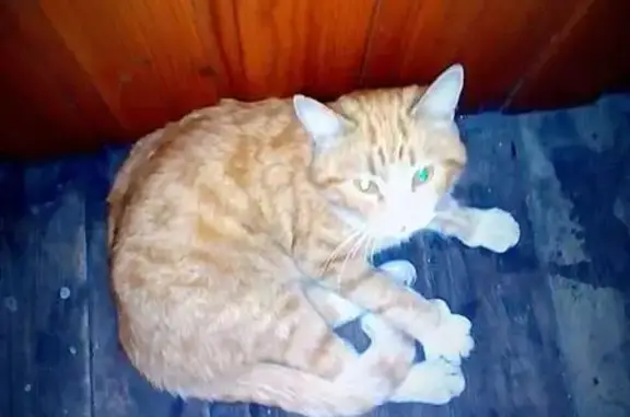 Найден кот на ул. Комарова 110, Челябинск.