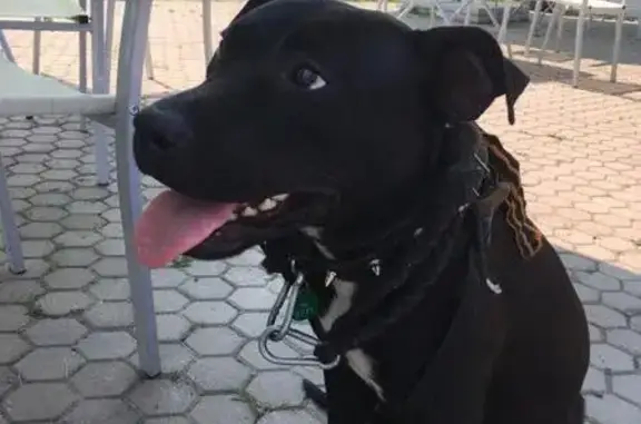 Найдена собака на канатной трассе в Красноярске