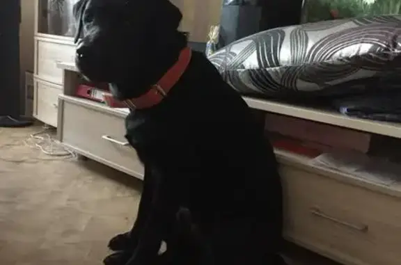Найден пёс в п.Росинка, Томск