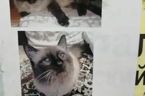 Пропал сиамский кот в Вторчермете, Екатеринбург