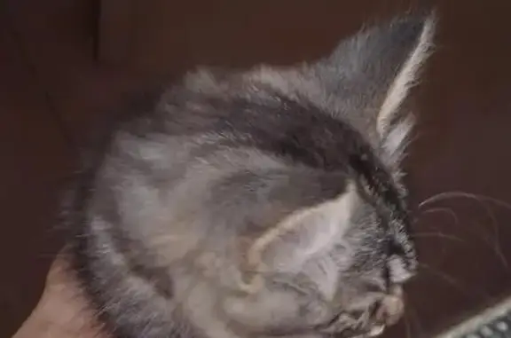 Найден котенок с ошейником в Ставрополе