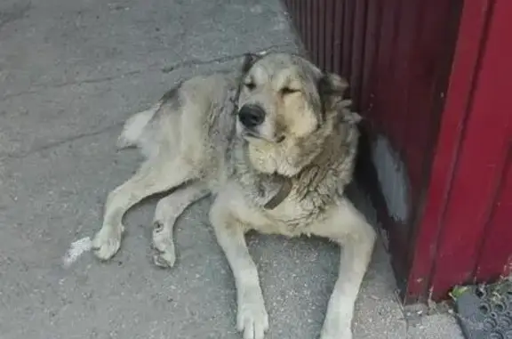 Найдена собака на проспекте Масленникова, Самара