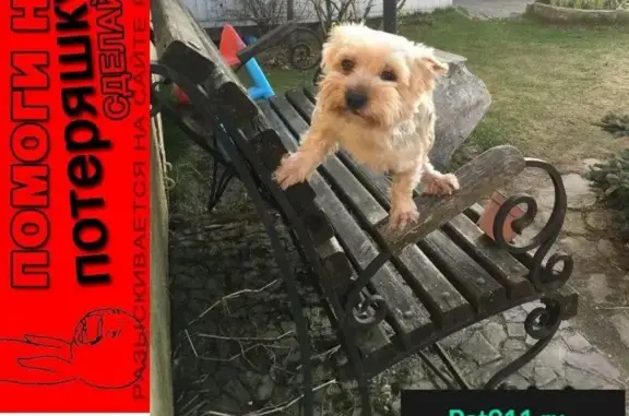 Объявления о пропавших и найденных животных, Нижний Новгород, фото: Пропал Йорк по улице Ухтомского