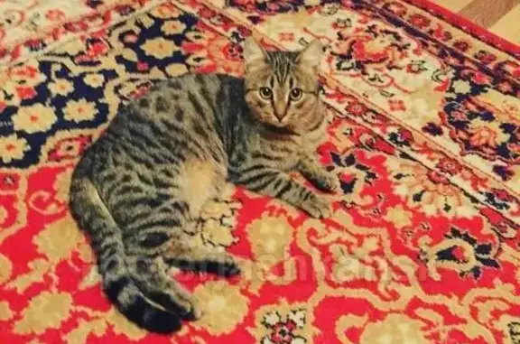 Пропала кошка в Кировском районе, помогите найти!