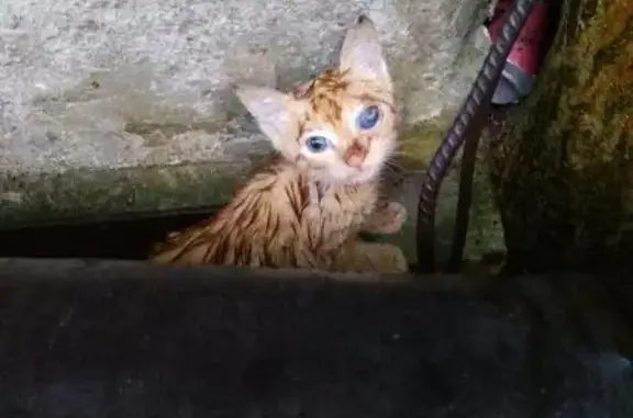 Срочно нужна помощь для котенка с инфекцией в Гатчине