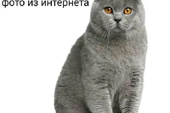 Найдена кошка в Новосибирске - SOS!