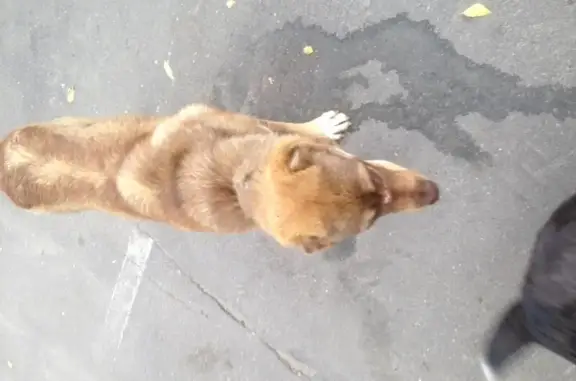 Собака найдена на ул. Говорова (Москва)