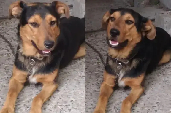 Пропала собака в Ростове на ул. Пржевальского, 53