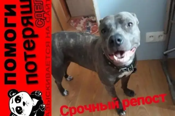 Пропала собака в Березовском, 44 квартал - АСЯ с черным ошейником.