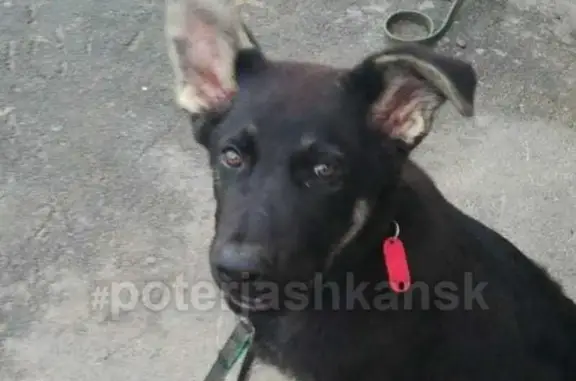 Пропала собака Тавр/Таврик в Золотой Ниве, Новосибирск