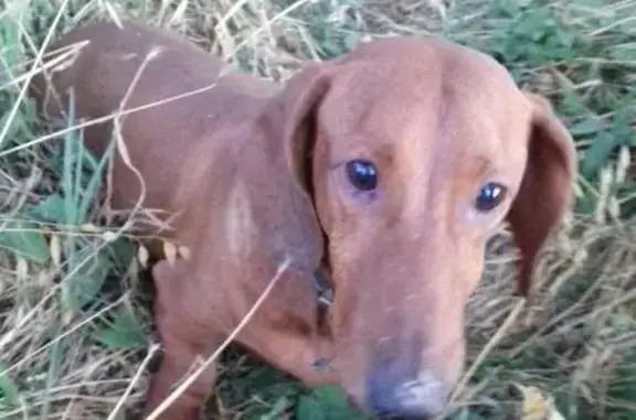 Найдена собака в парке Победы, возможно травмированы задние лапы
