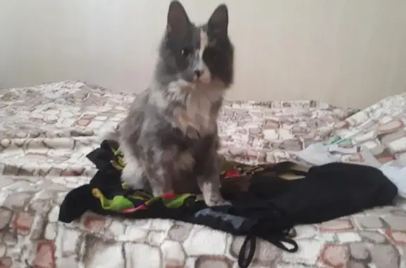 Кошки потеряшки, Путилово, фото: Потеряшка кошка Шэри в Кировском районе Ленобласти