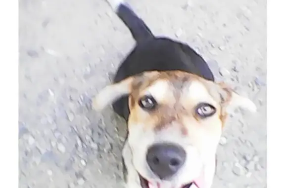 Найдена щенок на ул. Солнечной-Московской в Краснодаре